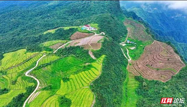 欢庆时刻丨闯入山水画卷，桑植梯田的四季之美