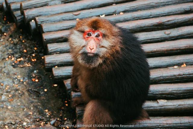 银色世界，雪中禅意：峨眉山的冬天美成了佛国仙境