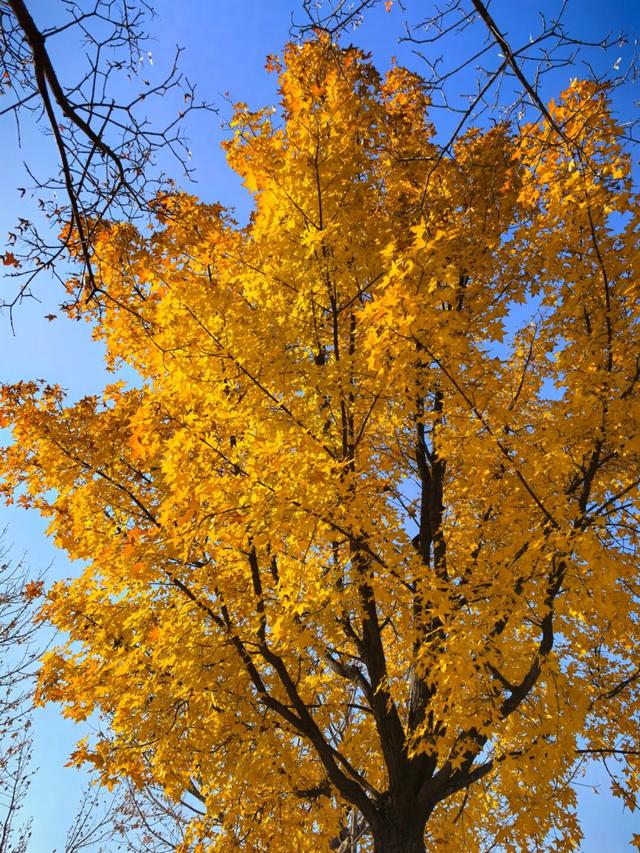 目前处于试开园阶段！占地超300亩！通州新添一个超美大公园！
