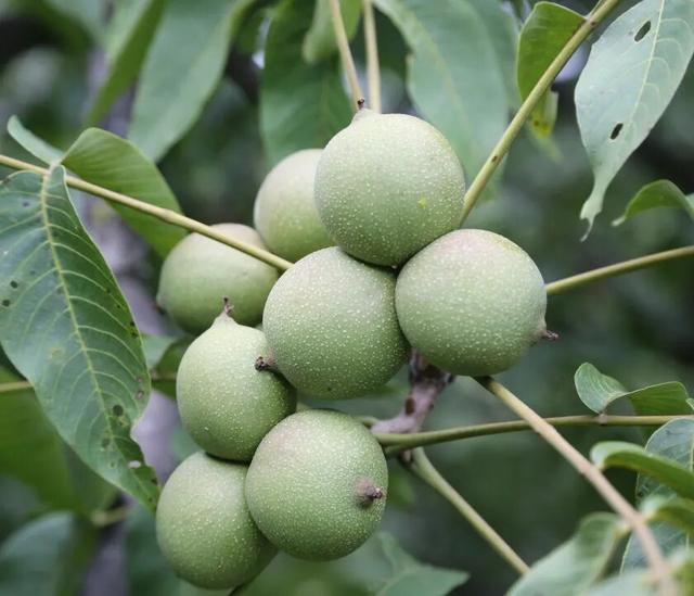 漾濞是“世界核桃起源地”！有五个维度可为证……