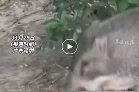 深圳数十头野猪拖家带口“乞讨为生”，景区紧急提醒→图片