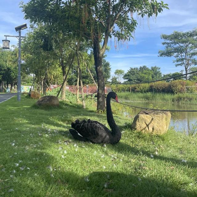 赏花撸萌宠、水果采摘、围炉煮茶……来珠海这里跨年，太精彩！