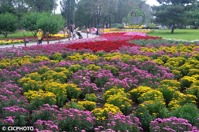 秋游花海，如行“花毯”