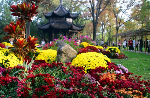 江苏苏州：菊花在寒意中傲然盛开