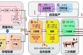 三农深度调查 | “放”出新模式，“养”出高效益，山东生猪放养时代来了图片