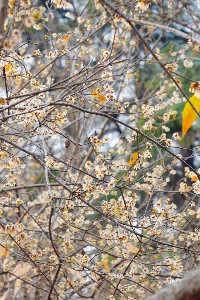 太仓“中式美学天花板”，要来了！