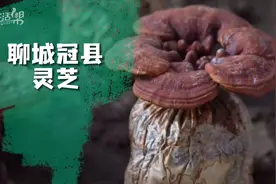 灼言｜这个冬天，总要来一次山东吧图片