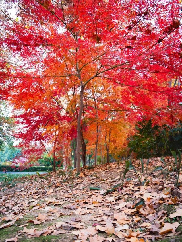 武汉冬日已“枫”神，全部地铁直达