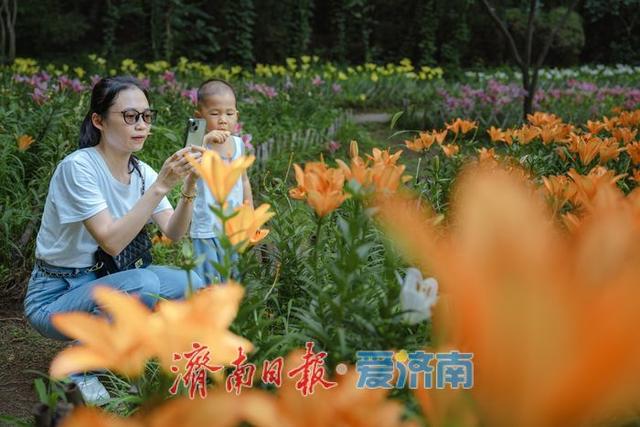 一年四季 泉在济南丨盛夏七月，济南红叶谷景区百合花迎来最佳观赏期
