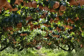 绿云家生态果园秋月梨中秋节后将上市图片