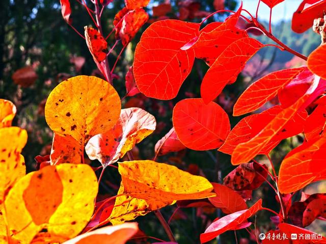 醉美深秋！济南红叶谷红叶引来大批游客