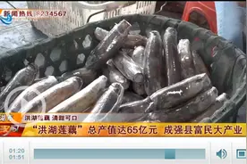 “洪湖莲藕”总产值达65亿元 成强县富民大产业图片