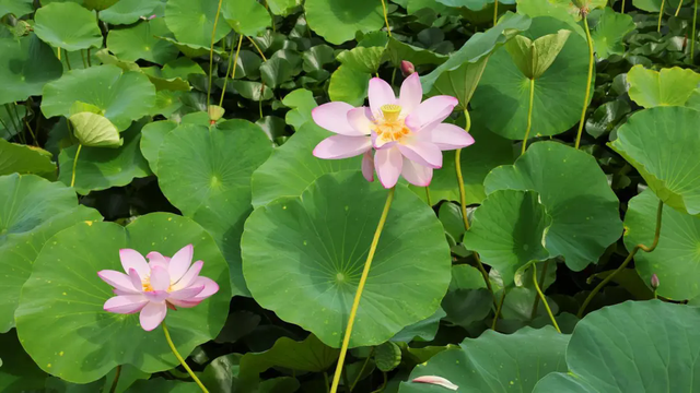 铁岭：一汪碧水“重生记”！“大莲花”荷香浮动迎客来