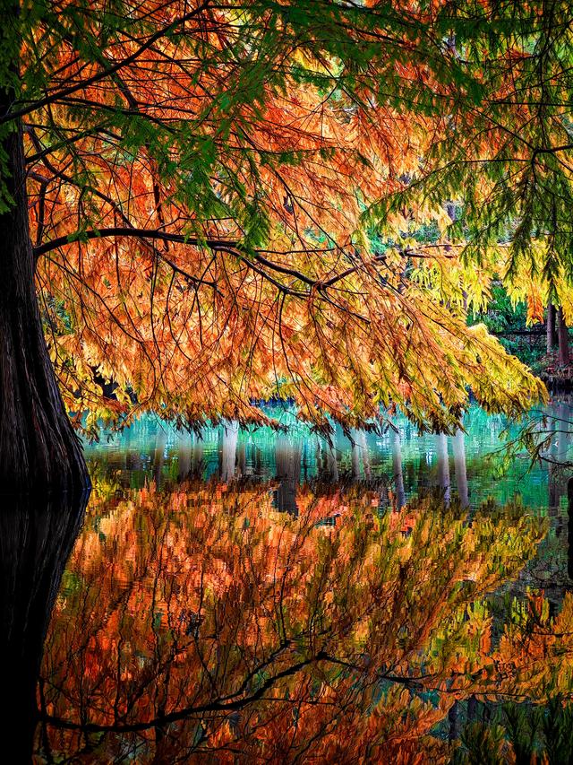 红黄渐变映湖光 燕雀湖落羽杉太美！