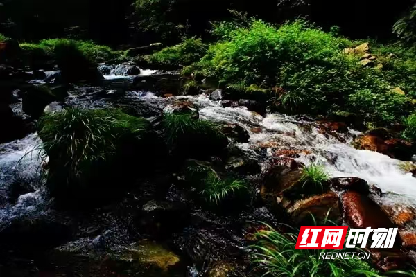 张家界金鞭溪：游客沉醉山水间 感受自然之美