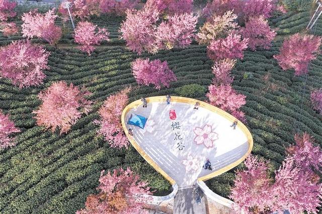 云南南涧：无量山冬樱花绽放