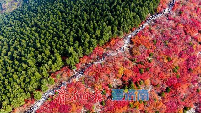 一年四季 泉在济南丨蝎子山：半山红翠绘秋章