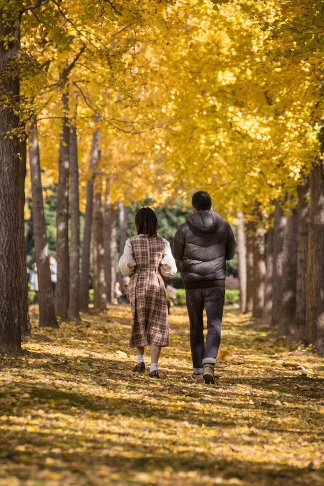 长宁最全银杏打卡点来啦，还有“宁宁”的私藏点位哦～【看“宁”的】