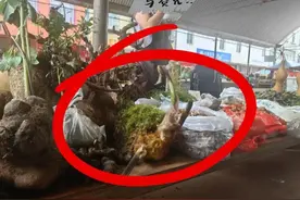 玉溪警方查获4株金毛狗蕨，系国家二级保护植物堪称“活化石”！涉事小贩被刑拘图片