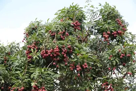 甜到心坎！梅州五华邀请2000余名游客到益塘水库“啖荔枝”图片