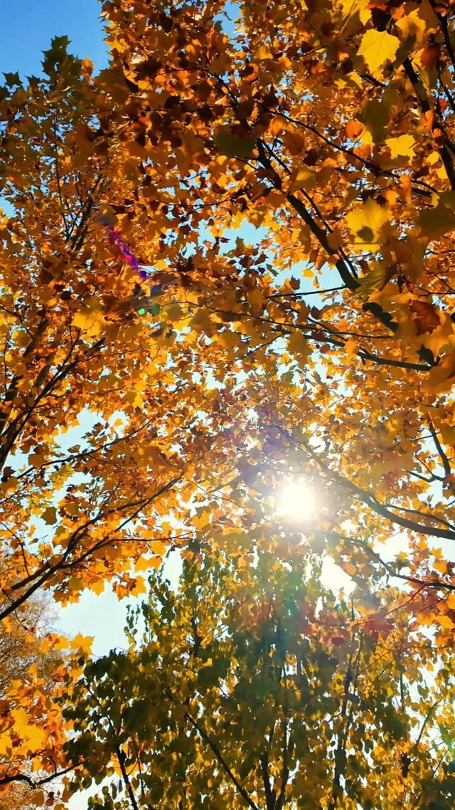 18公里步道免费开放！北京西五环边这个公园迎来最佳观赏期