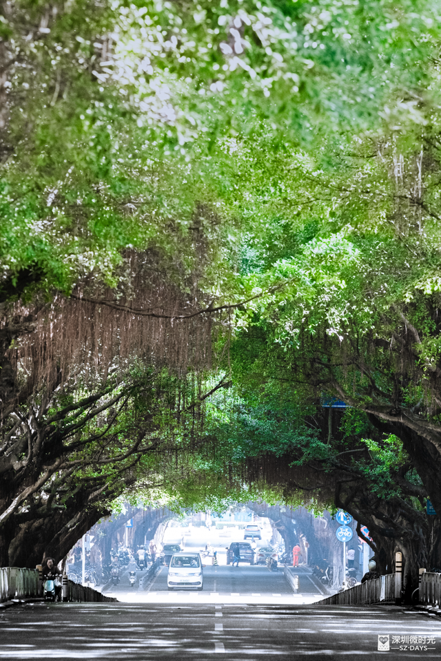 一条荔园路，多少蛇口人的前半生