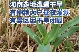 直击河南抗旱一线：下雨后部分种粮大户仍需昼夜灌溉，有景区因干旱关闭图片