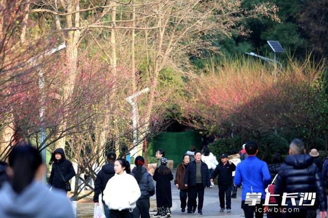 烈士公园年嘉湖畔，又见红梅点点开