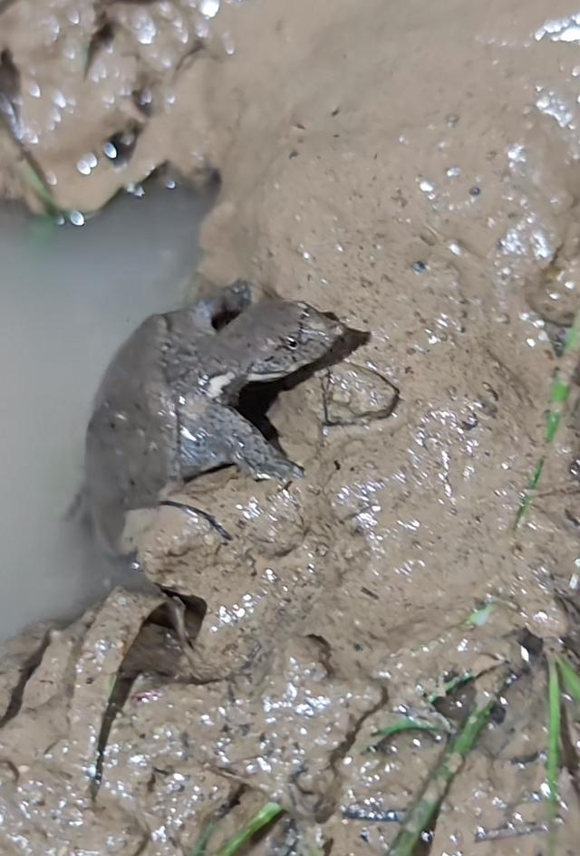 蚌埠龙湖音乐节满地泥巴还爬出甲鱼，游客成“兵马俑”自嘲来插秧，场地方：一直下雨