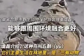 “一步三摇“走路的小鸟火了！专家：摇晃是模仿风吹草动隐蔽自己图片