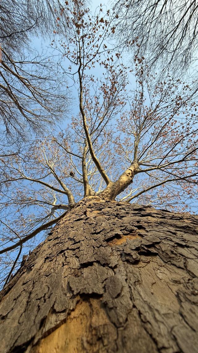 新视界｜泉城公园：冬日落木亦风景