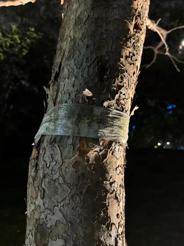 180元/斤的知了猴，快被山东人薅没了