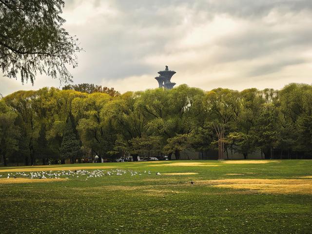 闯入秋日油画！紫玉公园红树林的天鹅舞会正在上演