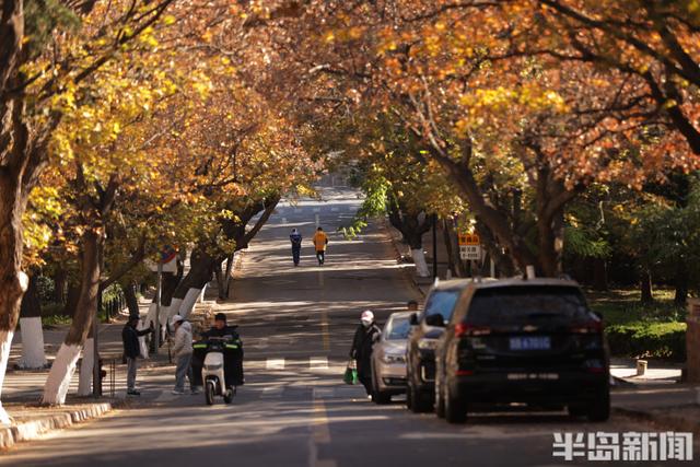 八大关枫叶抓紧看
