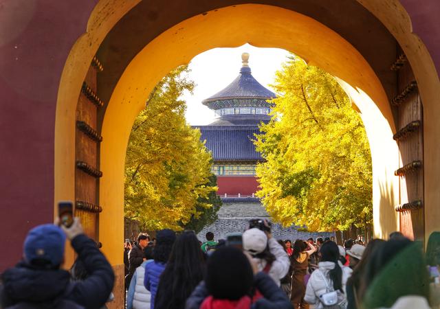 秋色浸染，天坛银杏大道换上“金衣”