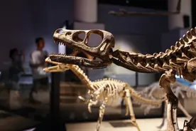 最大恐龙国办最大恐龙展，118条龙齐聚上海，“中华第一龙”首次出馆图片