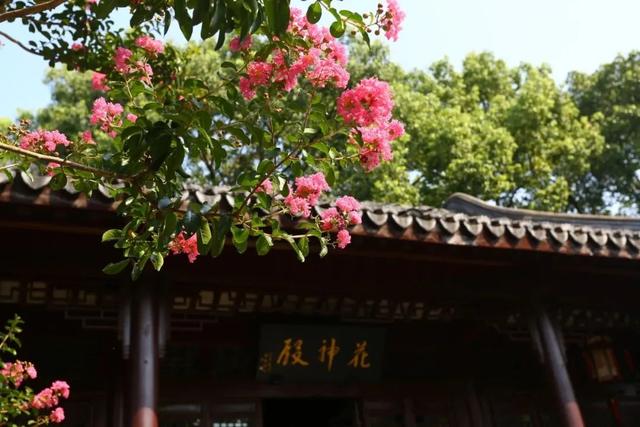 季节专属浪漫！上海的紫薇、石蒜、王莲进入最佳观赏期