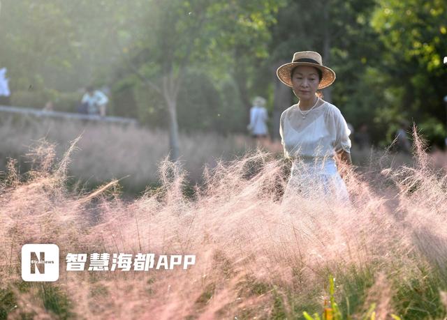 梦幻海洋！赤桥公园粉黛乱子草秋日盛放