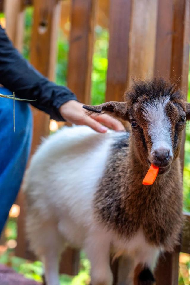 遛娃天花板！千岛湖也太会了！