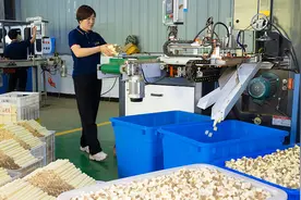 屈原故里艾草飘香迎端午图片