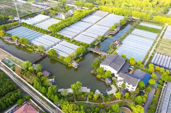 都市天际线下的葡萄藤 是上海马陆镇的混搭美学