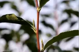 大樱桃、小龙虾抢先上市获青睐 特色农产品抢 “鲜”机走俏市场图片