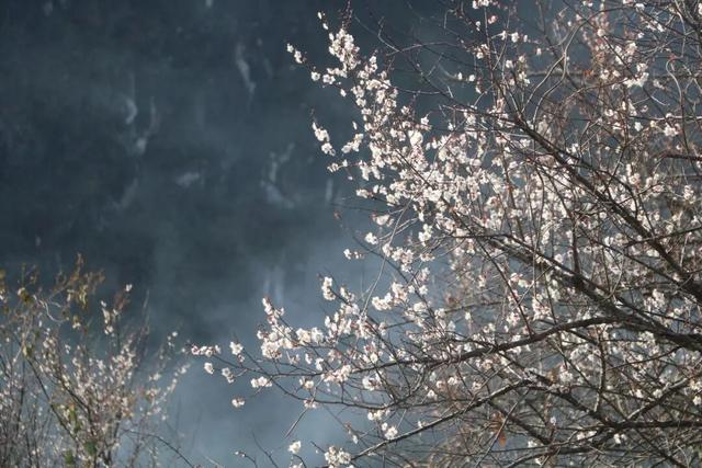 桂林平乐张家镇300亩青梅花绽放 游客纷至赴“梅”约