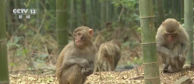 江苏一景区“月均6万元收编泼猴”引关注 “人猴冲突”如何解决？