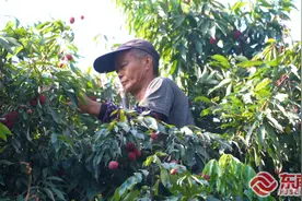 家家门巷荔枝香 莆田荔城区荔枝迎来采摘忙图片