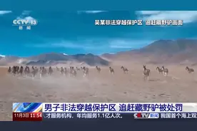 罚款4000元，道歉！男子非法穿越保护区追赶藏野驴图片