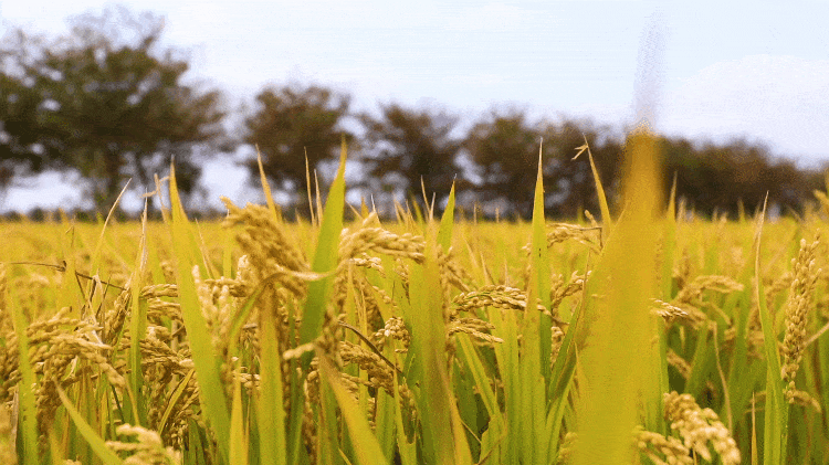 稻浪+咖啡的限时CP，这份美景错过等一年