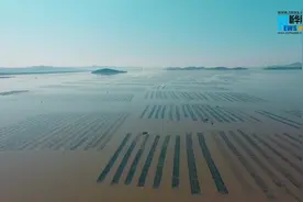 浙江乐清：一株“仙草”富一方图片