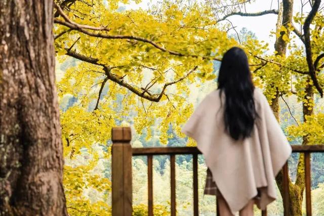 邂逅如画江西的小“杏”运