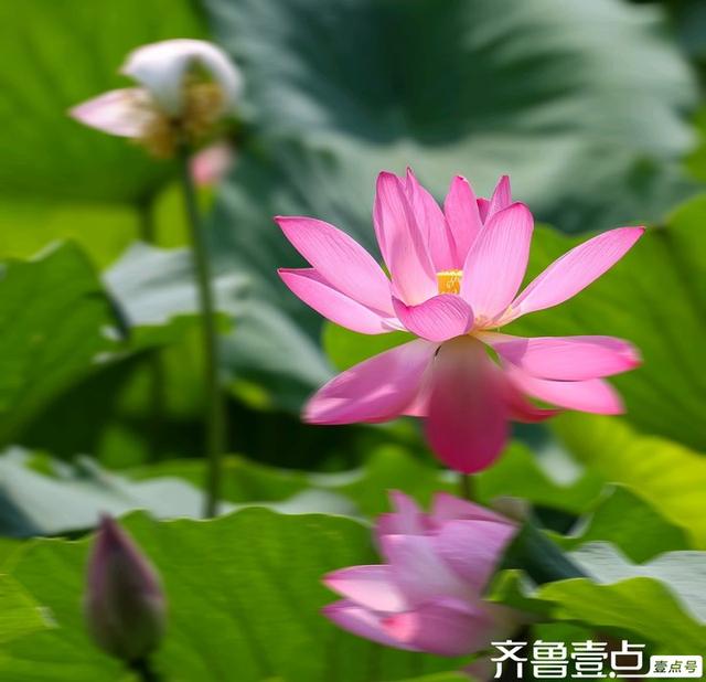 壹点号·秀山东|大明湖的荷花之美，早已融入济南的城市灵魂
